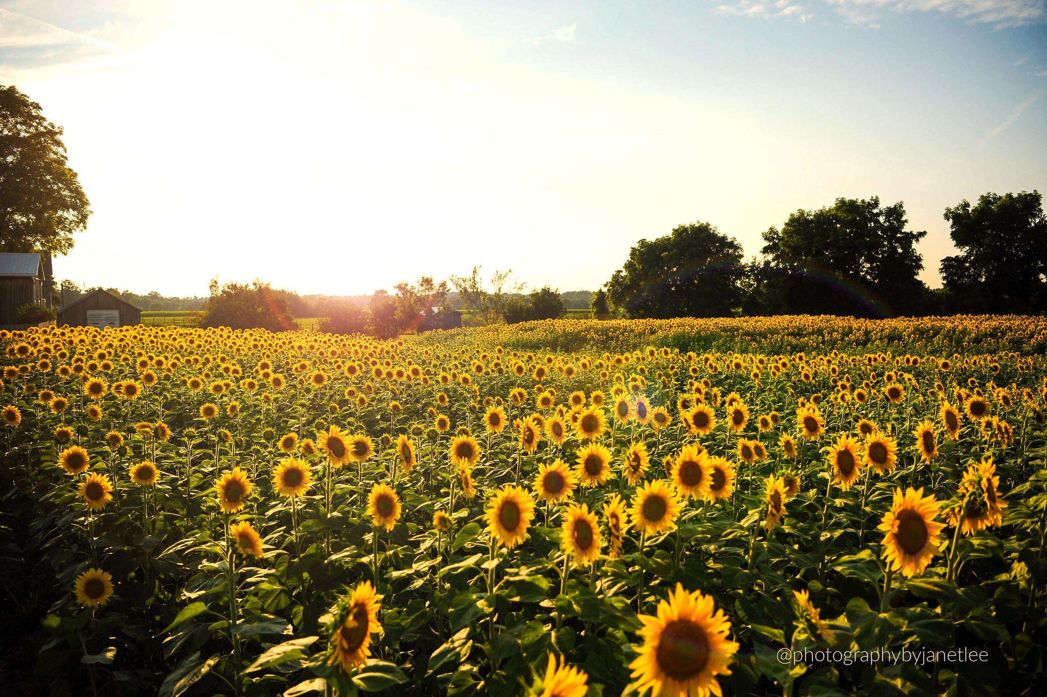 Sandhill Creek Sunflower Walk